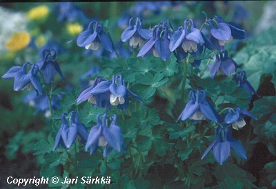  Aquilegia flabellata